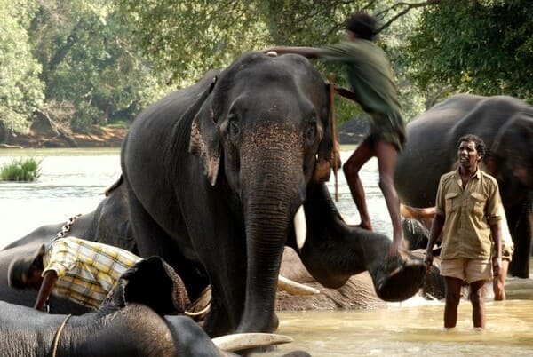 Elephant taking a bath by a mahoot