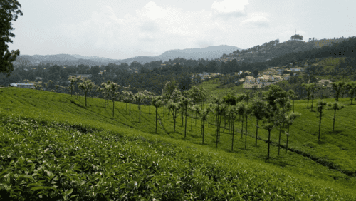 Ooty
